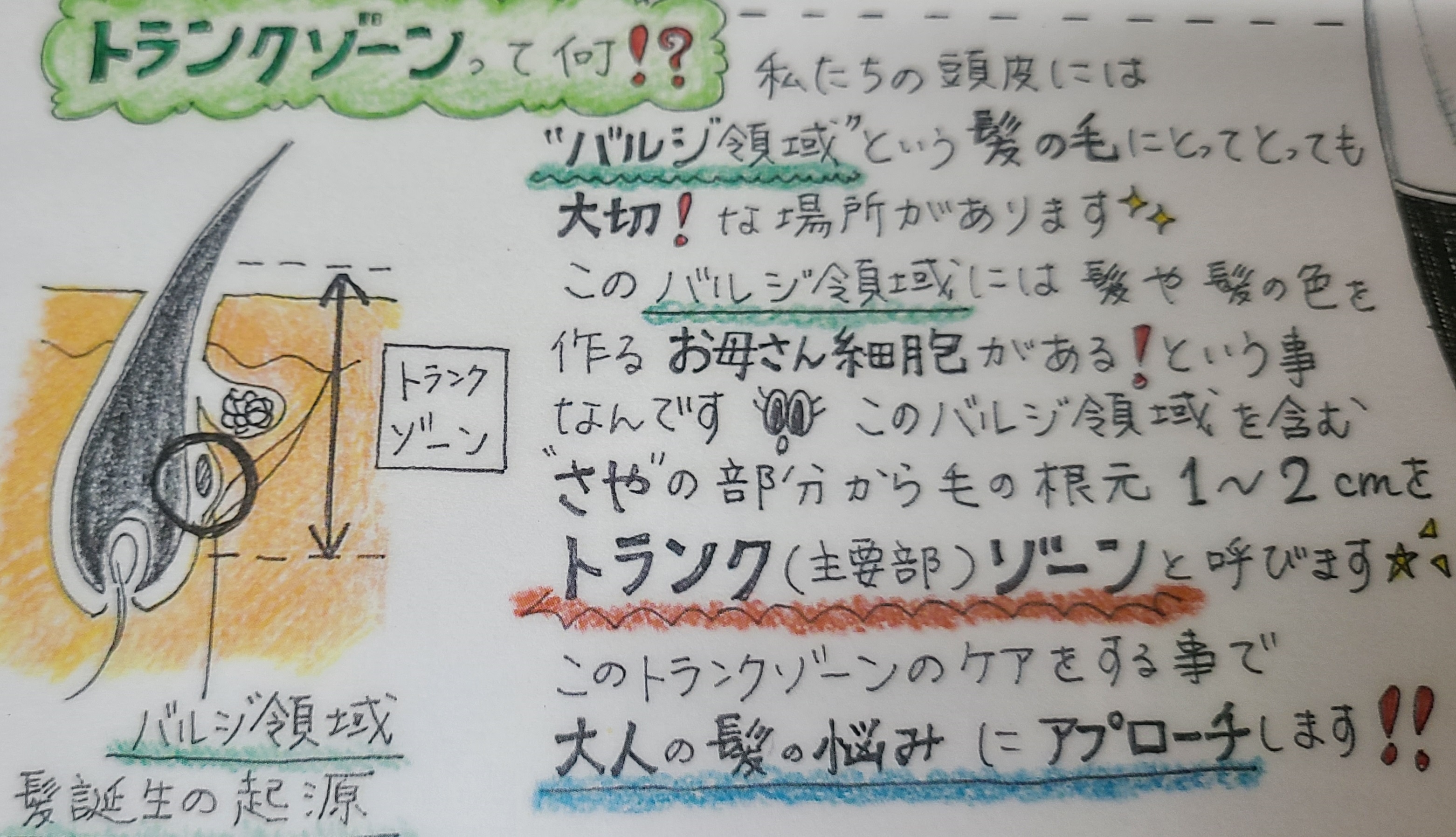 トランクゾーン